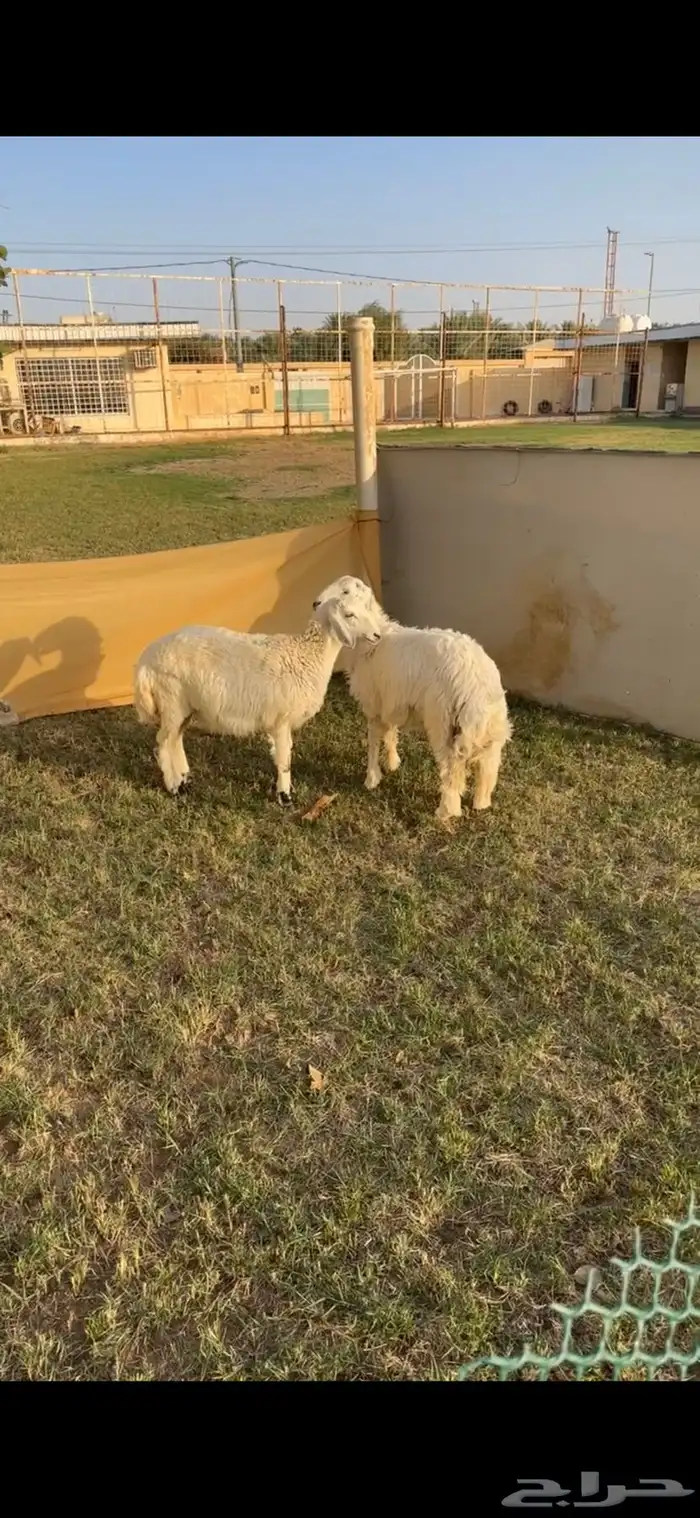 خروف ورخل 0