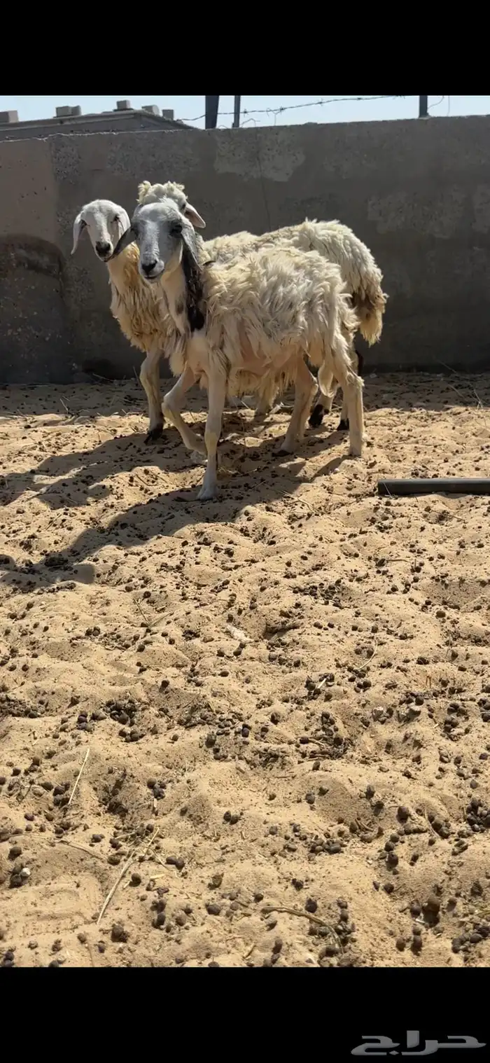 هرافى حري 5