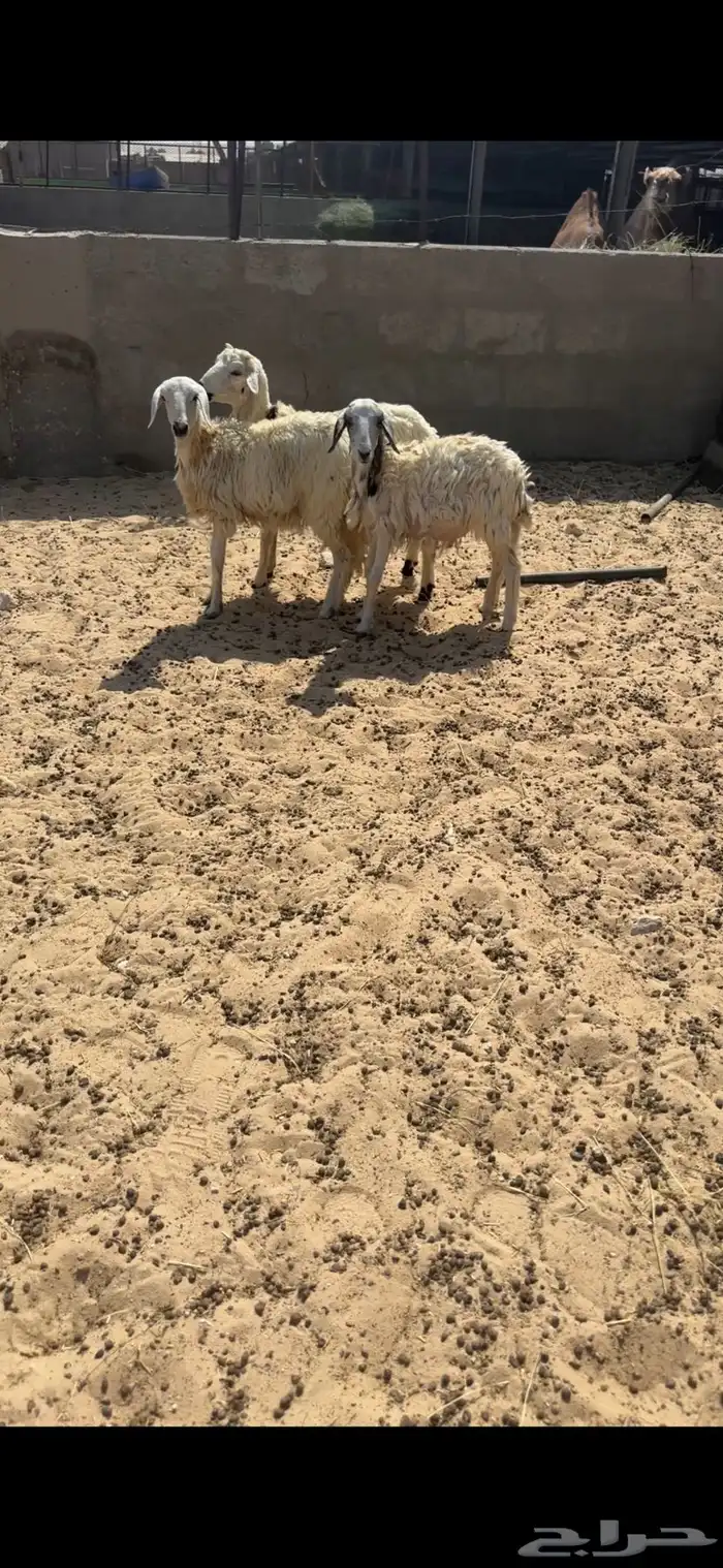 هرافى حري 0