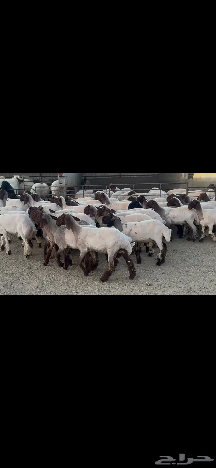 جذعات نعيم صنف . 5