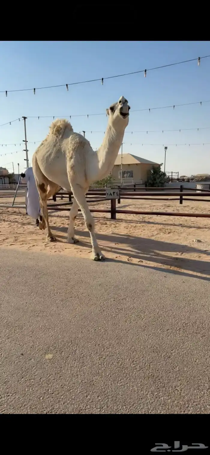 للبيع بعير اوضح 2