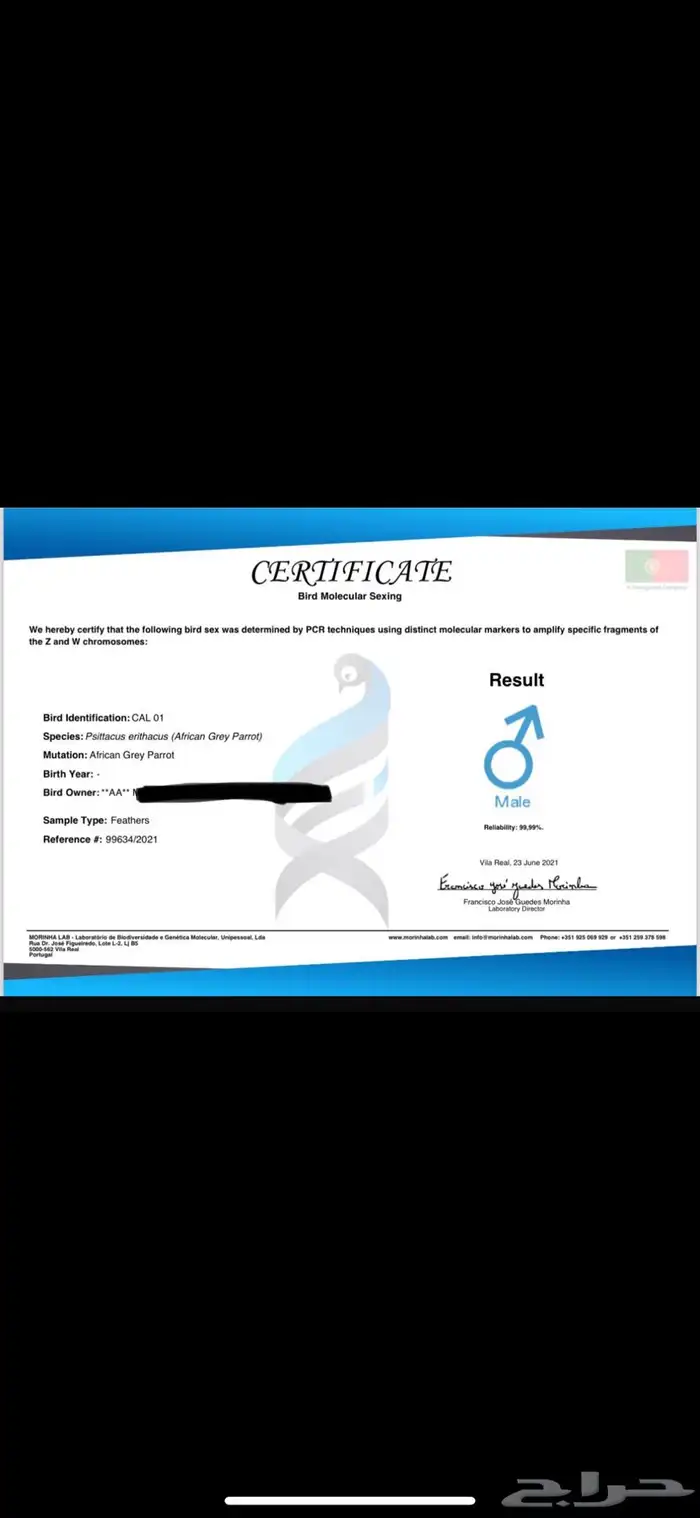 ببغاء كاسكو 0