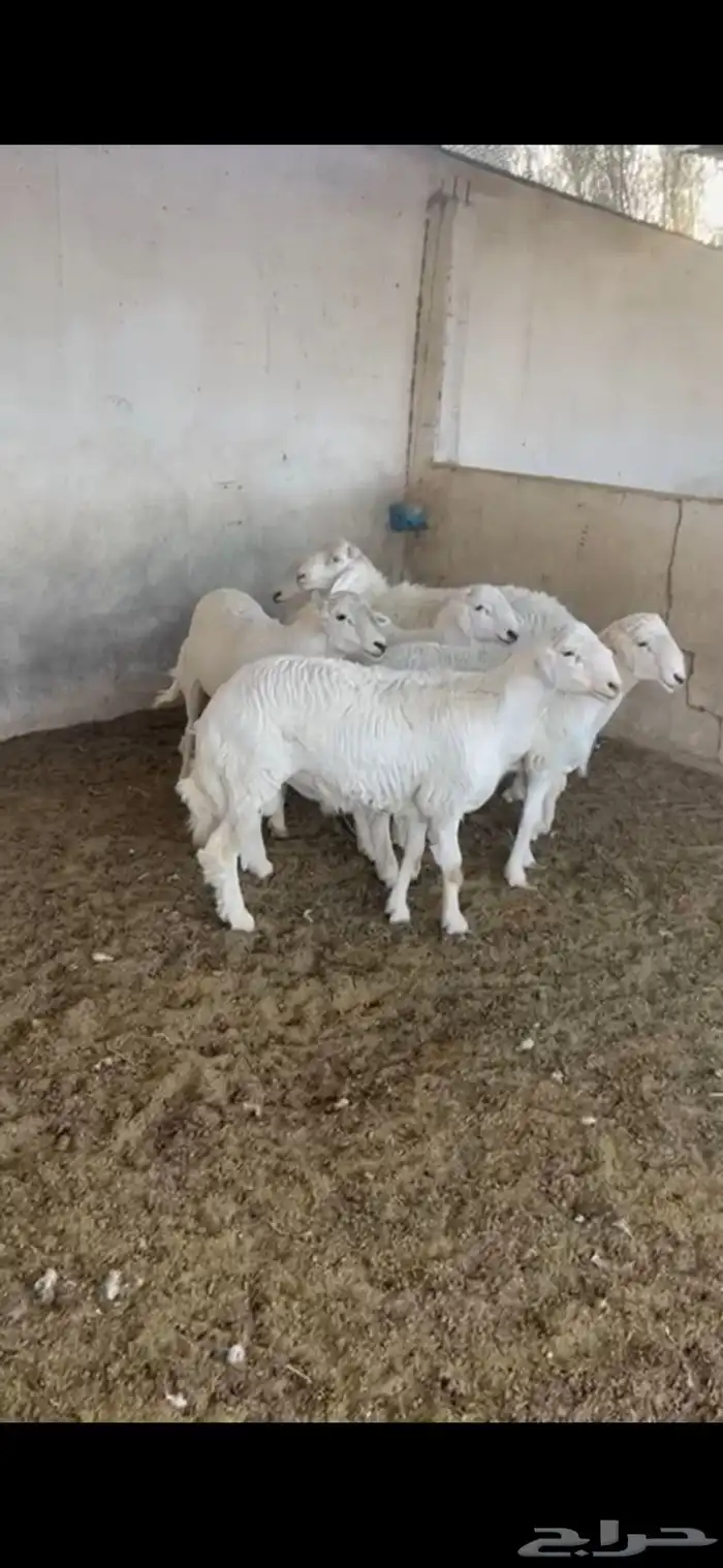 طليان نظيفة وسمان على شرط للبيع 0