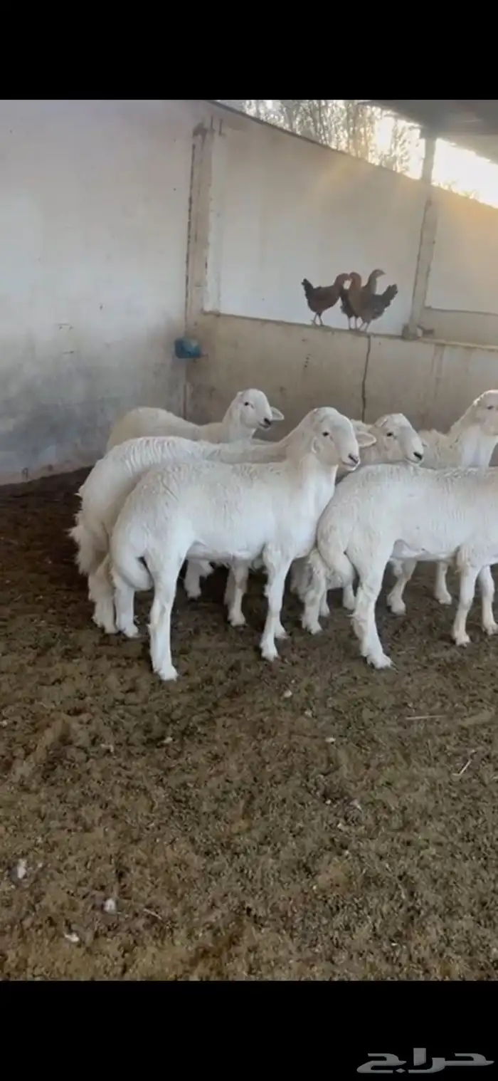 طليان نظيفة وسمان على شرط للبيع 1