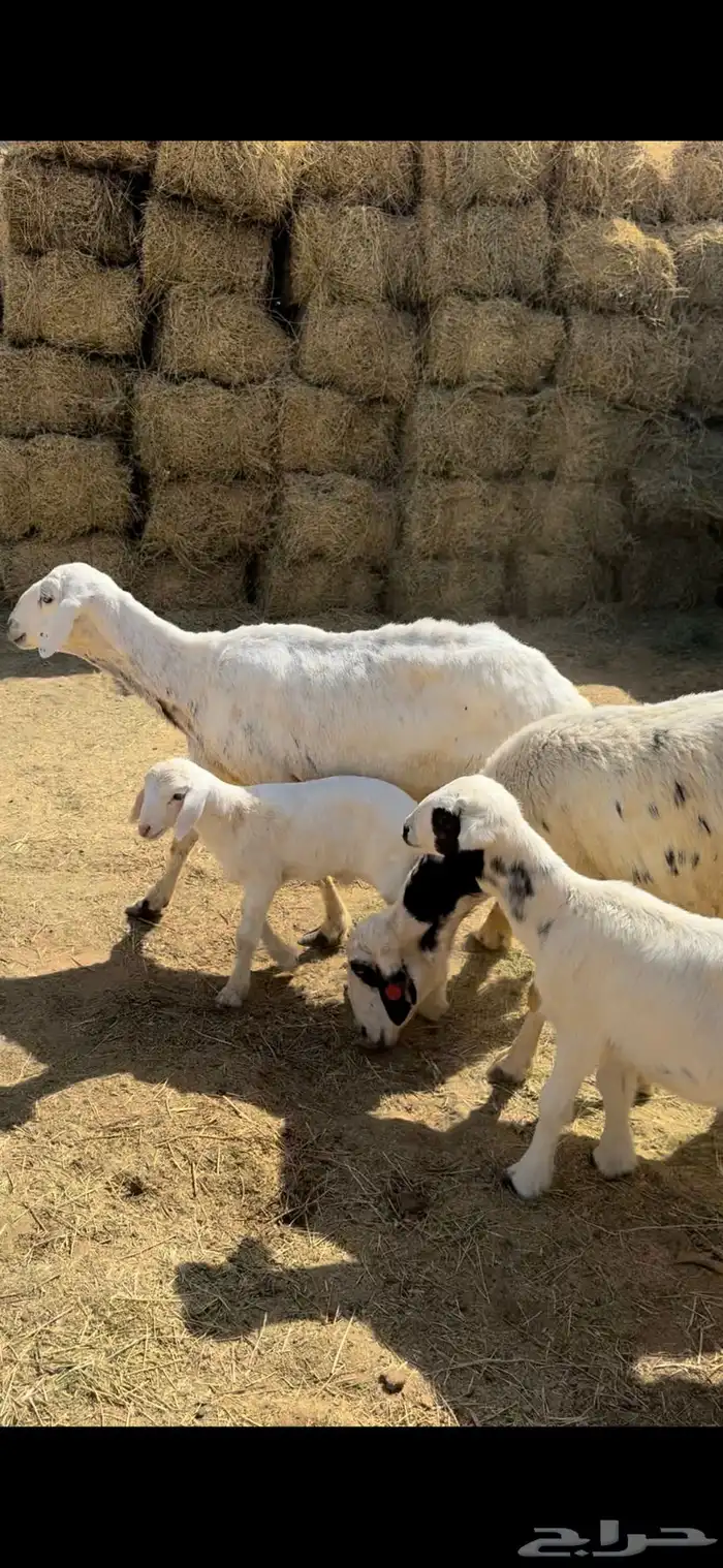 للبيع شياه ولد 4