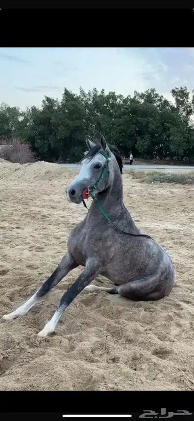 للبيع احصان جزيري index