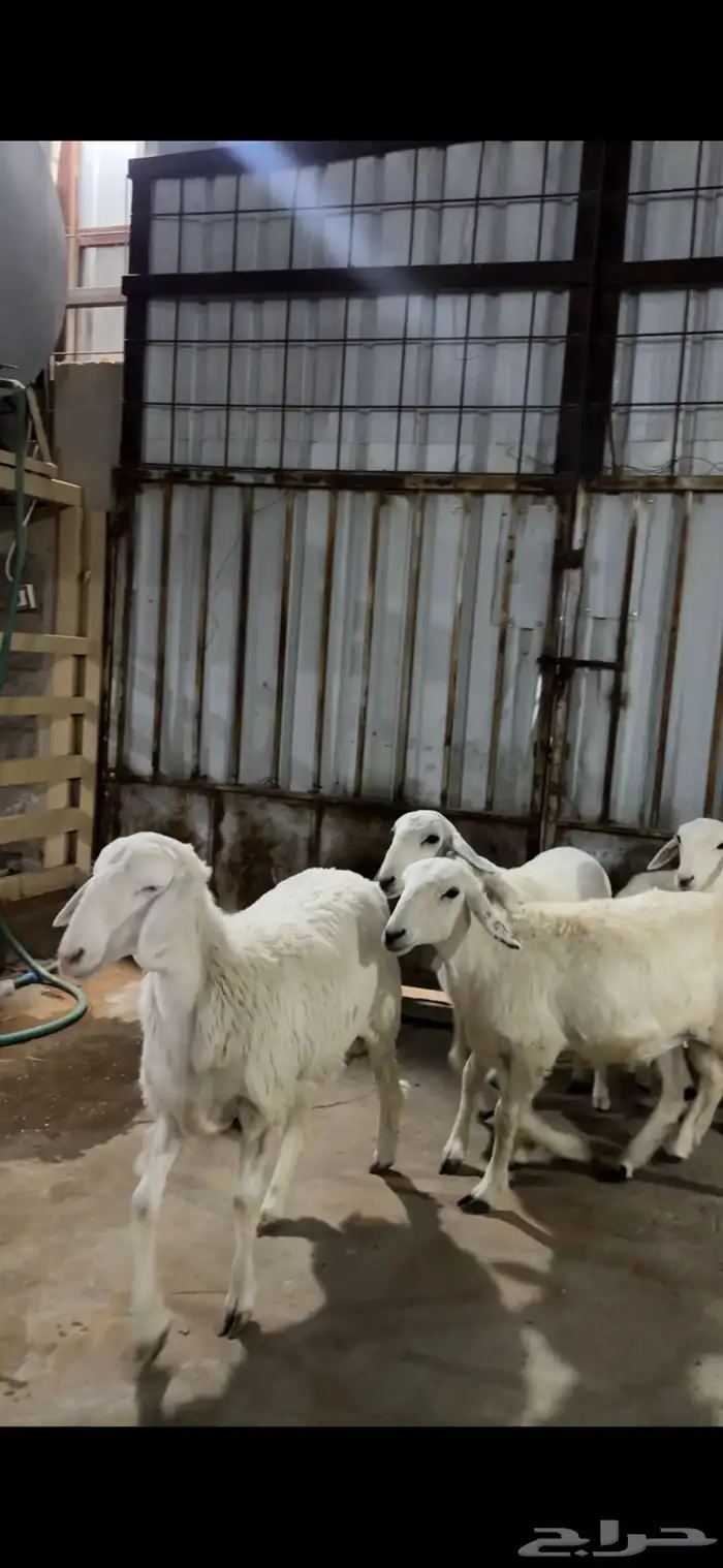 معزى وضان عارضيات وحريات 2