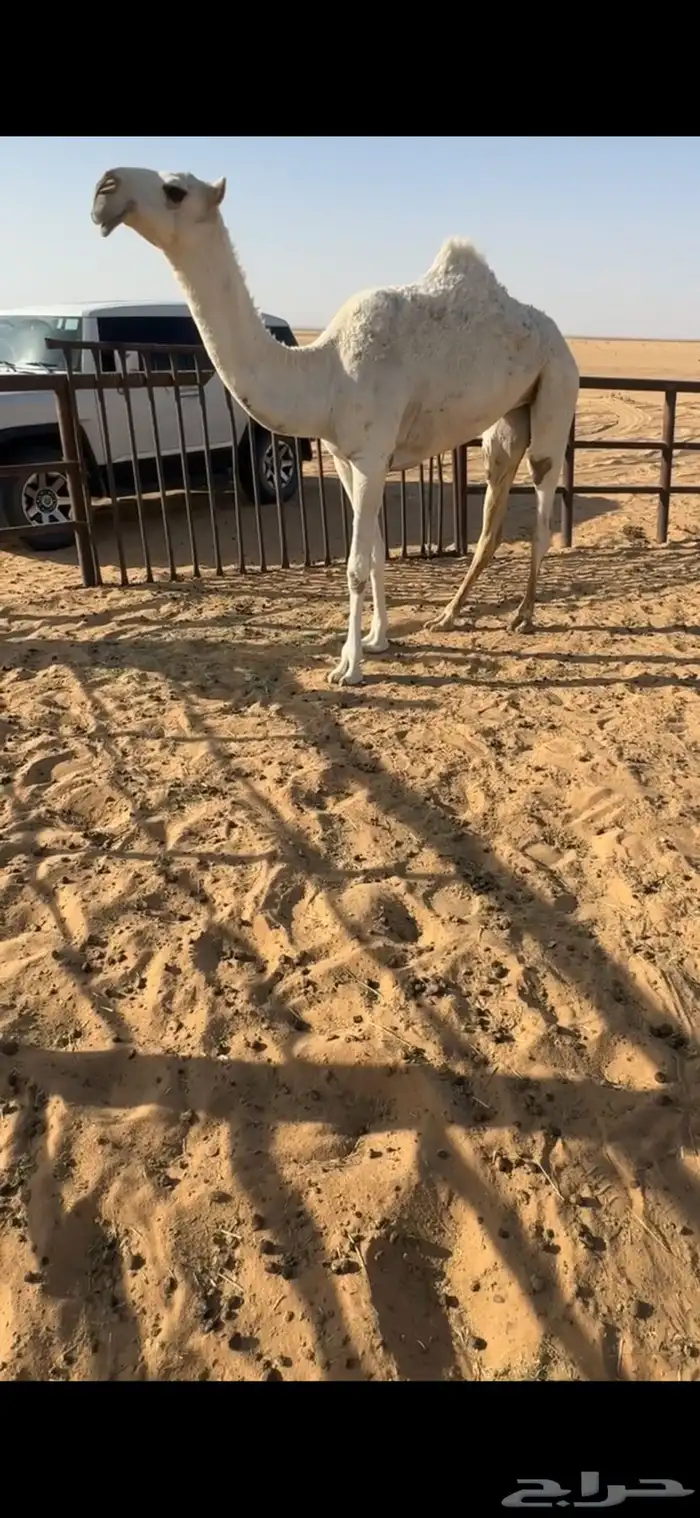 بكره وضحى كفو 0