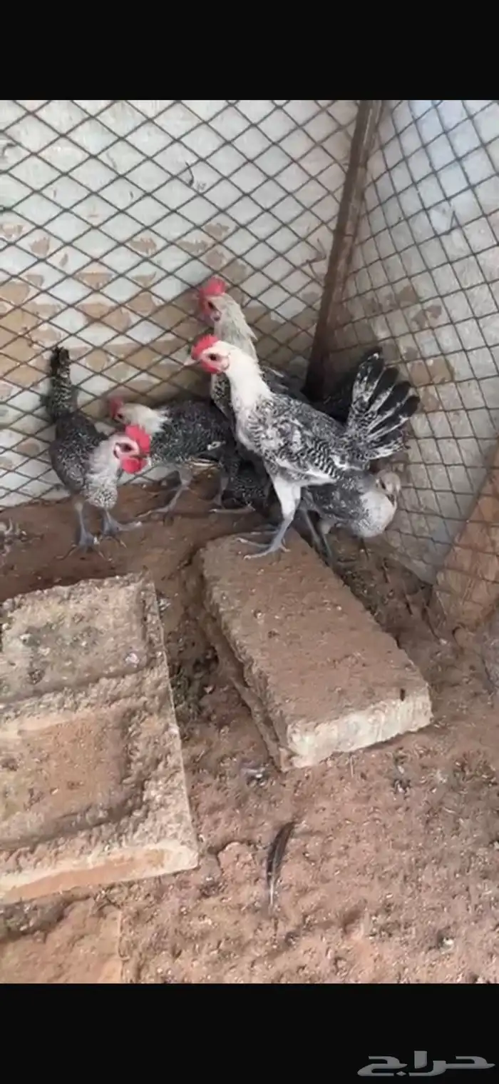 للبيع خمس ديكه ودجاجتين 10