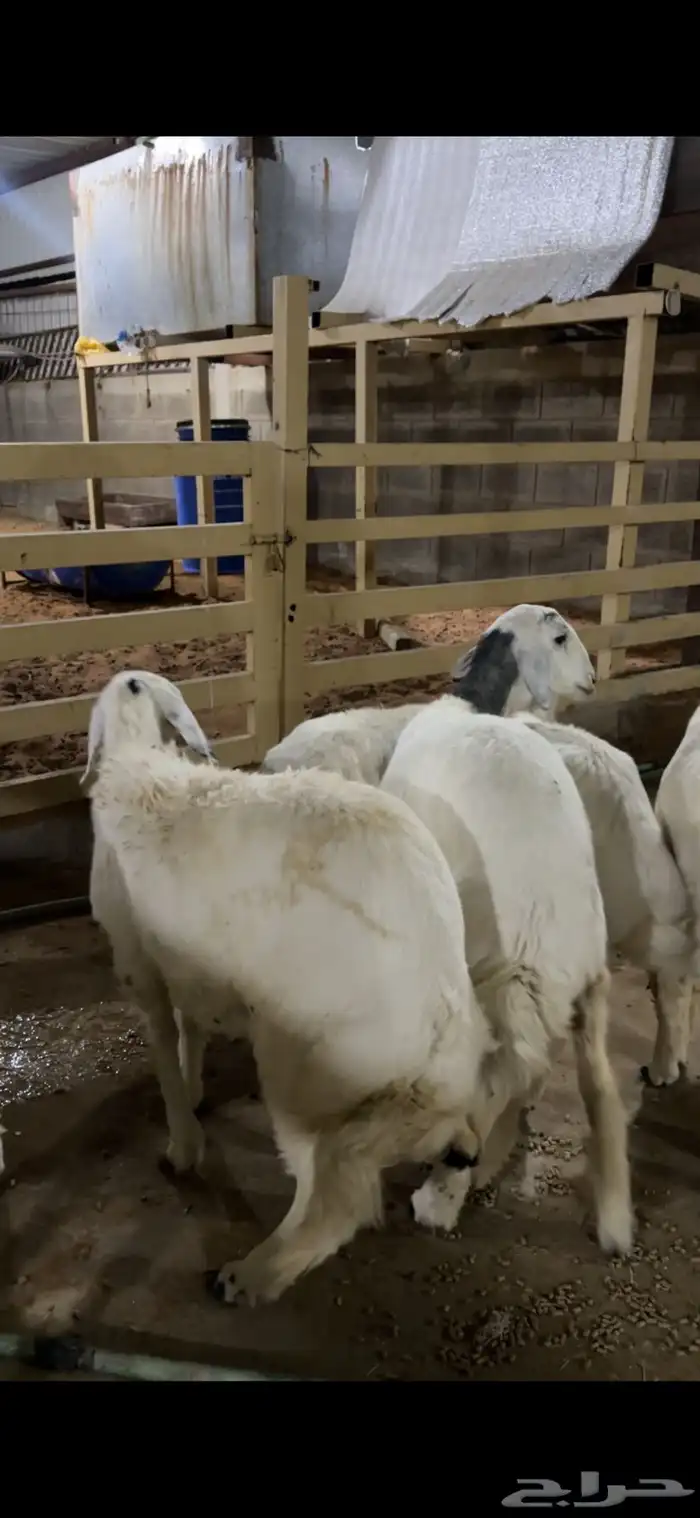 معزى وضان عارضيات وحريات 1