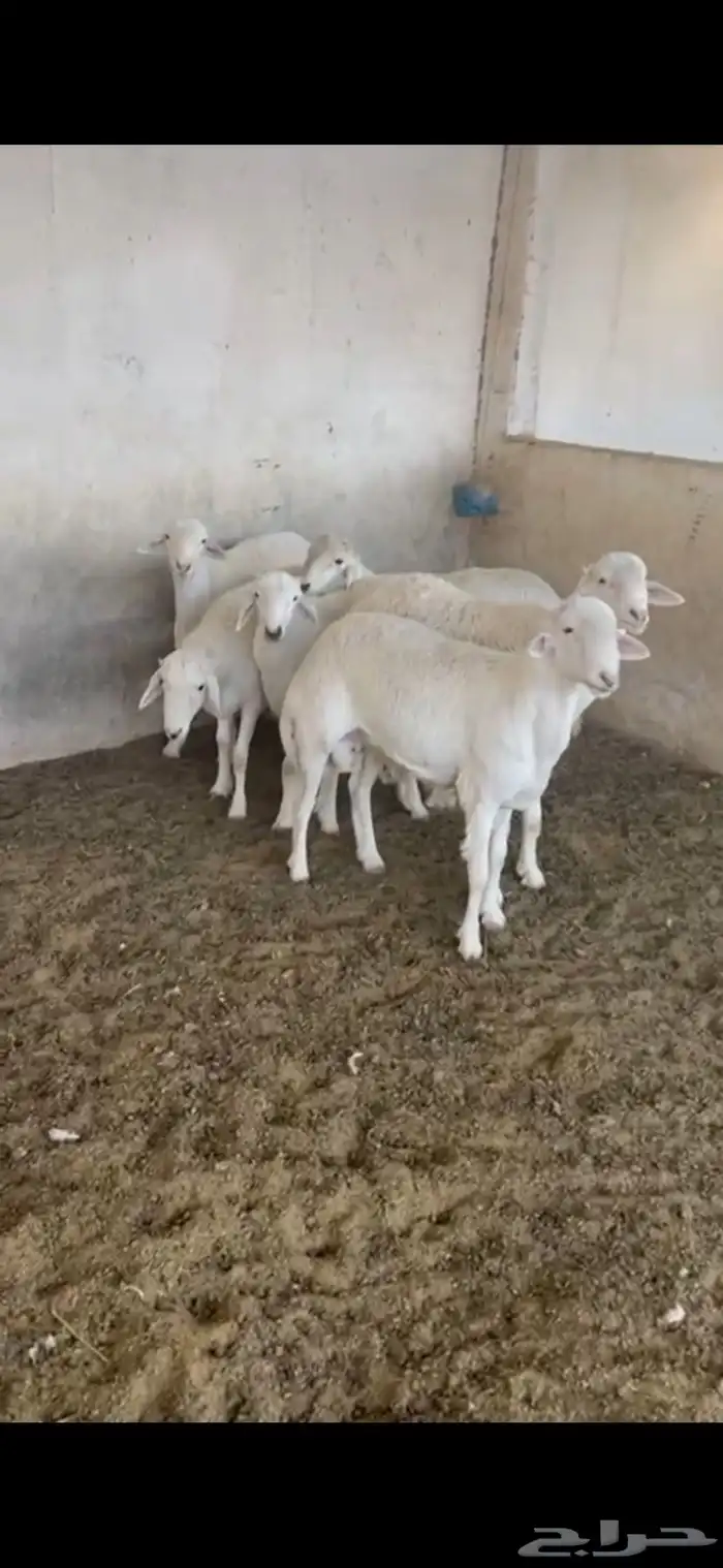 طليان نظيفة وسمان على شرط للبيع 5