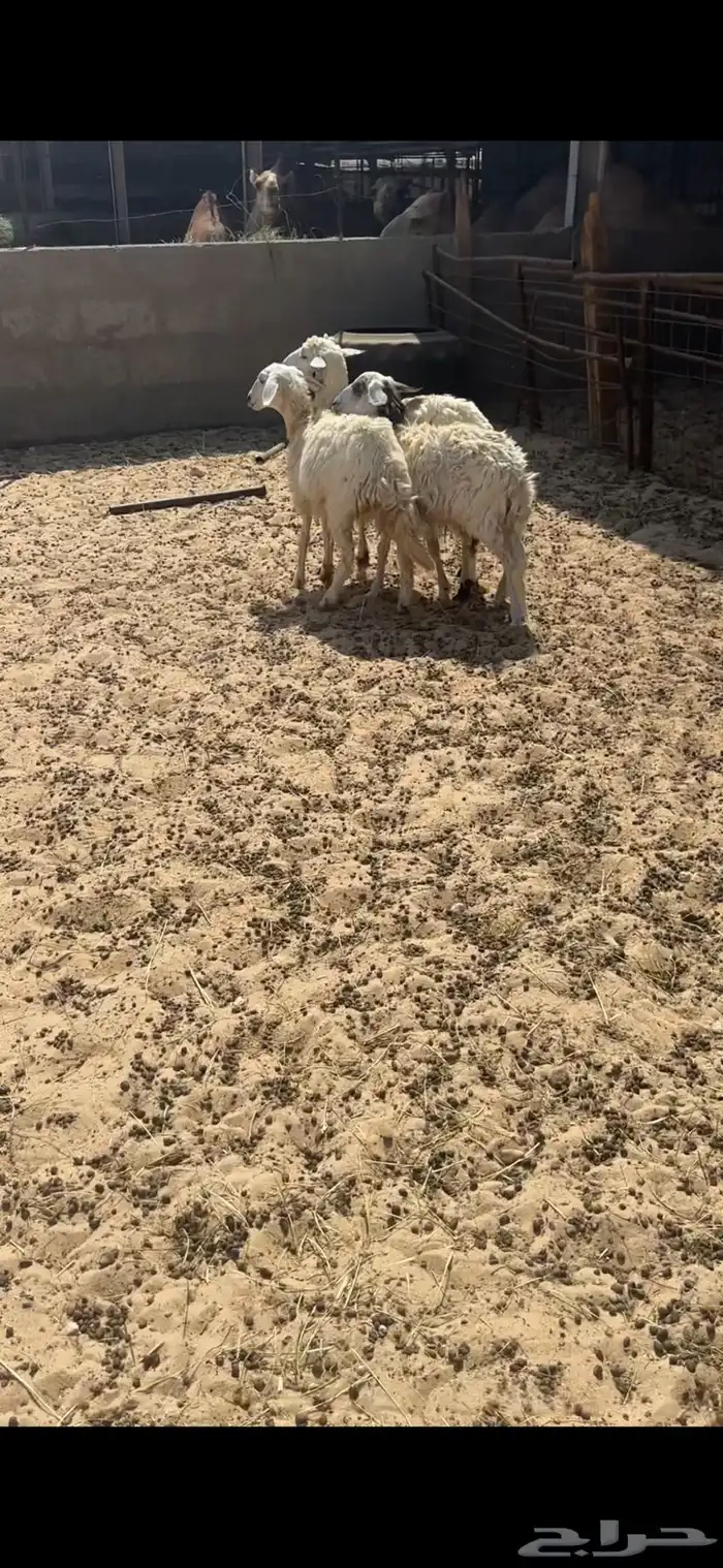 هرافى حري 9