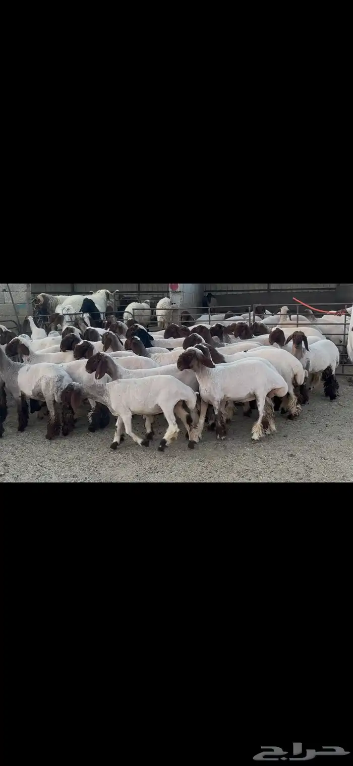 جذعات نعيم صنف . 11