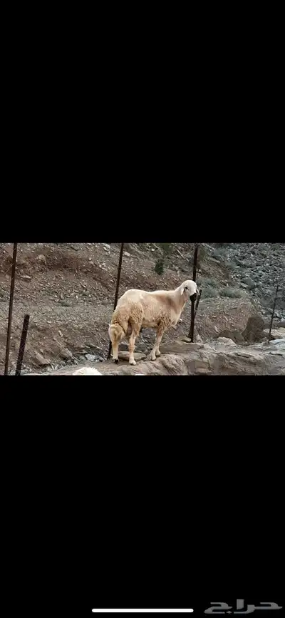 خروف للبيع 0