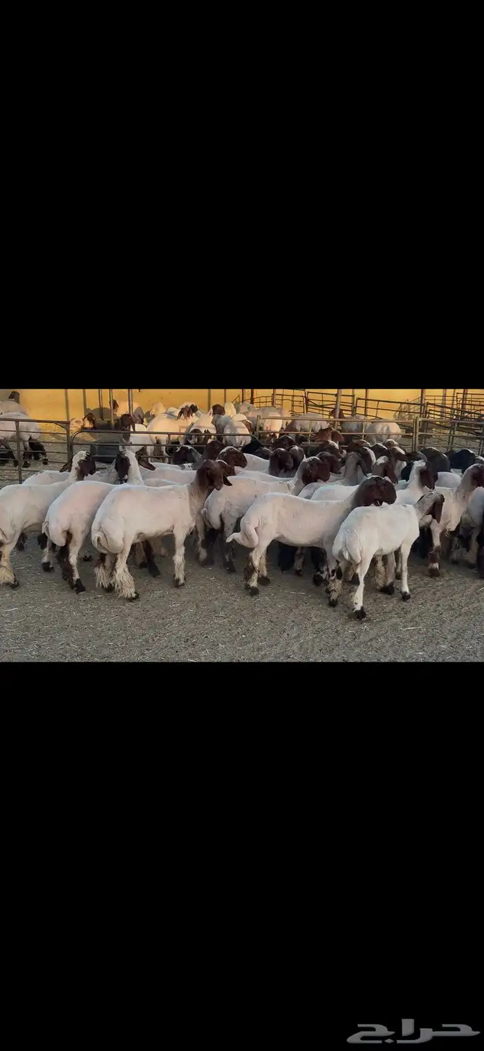 جذعات نعيم صنف . 12