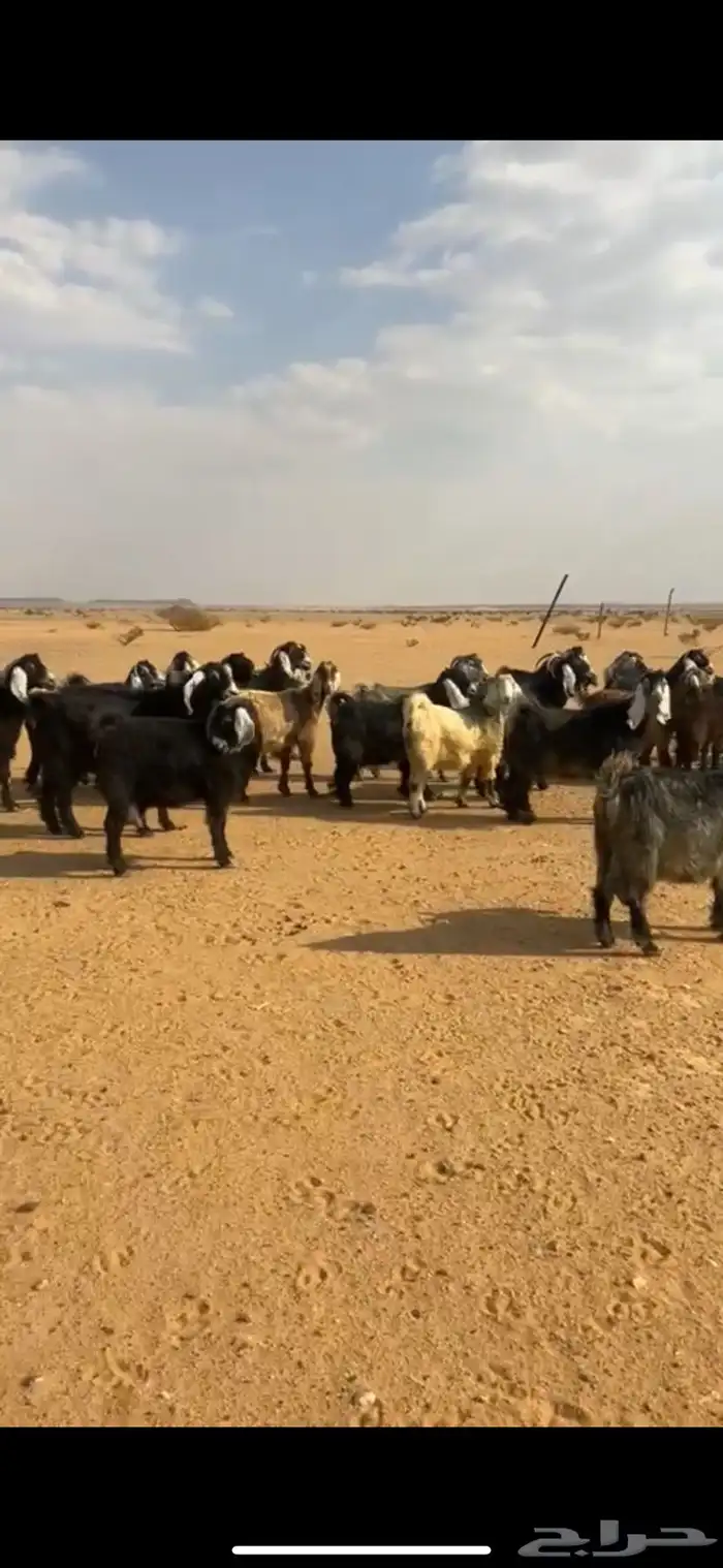 معزا 0