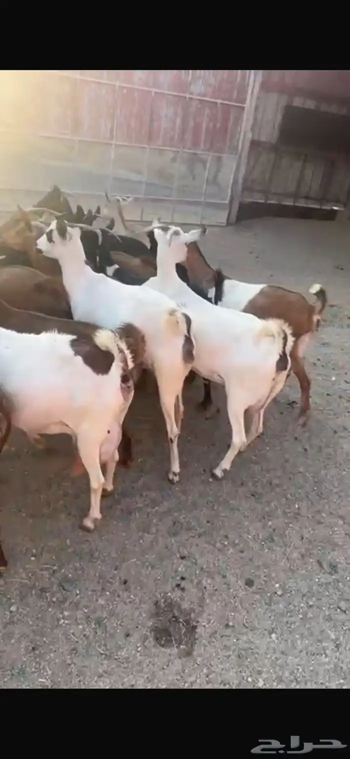 ماعز جنوبي دفيع قرايب 3