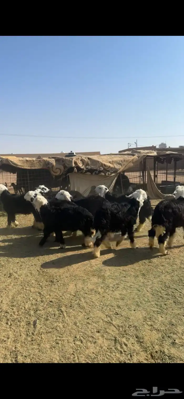 خرفان نجد 0