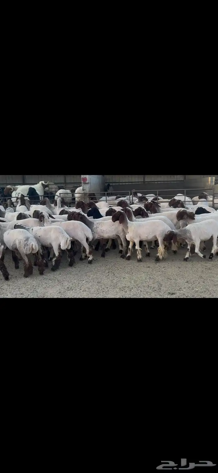 جذعات نعيم صنف . 3