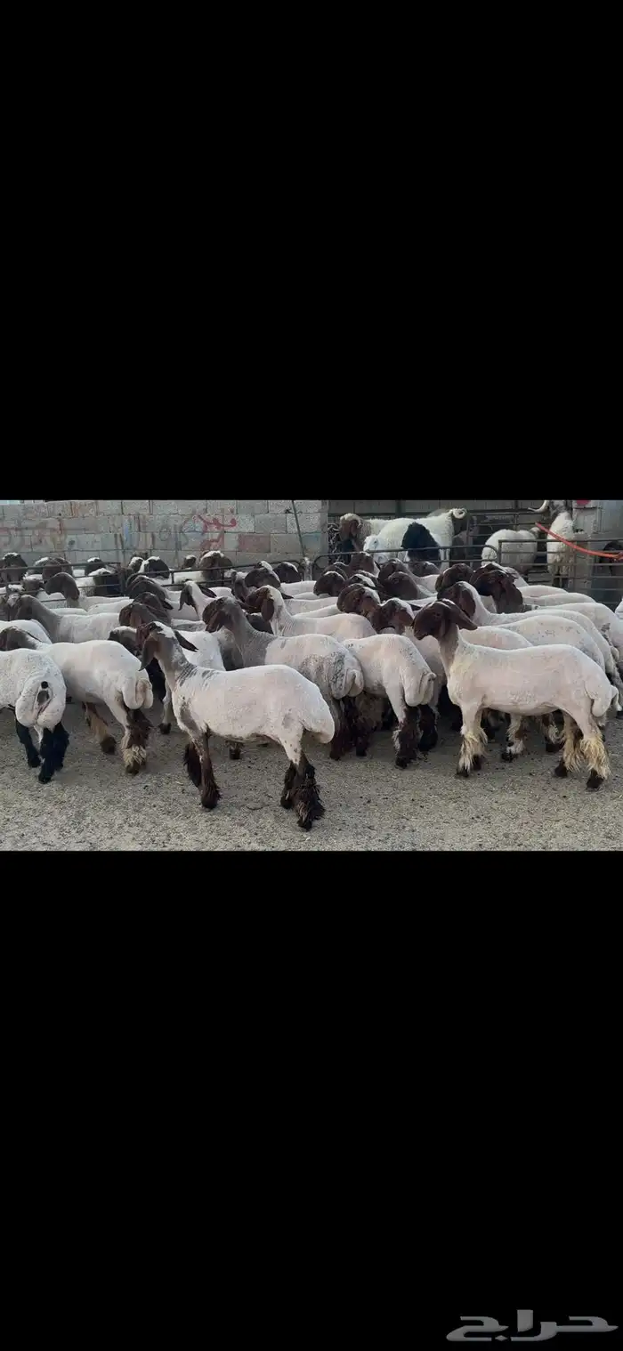 جذعات نعيم صنف . 6