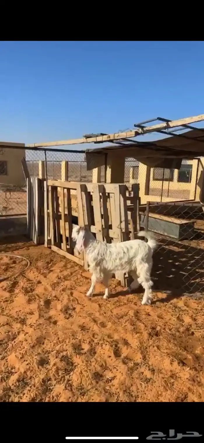 تيس عمره 3 شهور ونص طيب ونظيف ظهره حد الغلاق 0