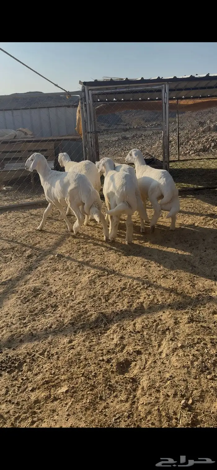 بهم كفو 3