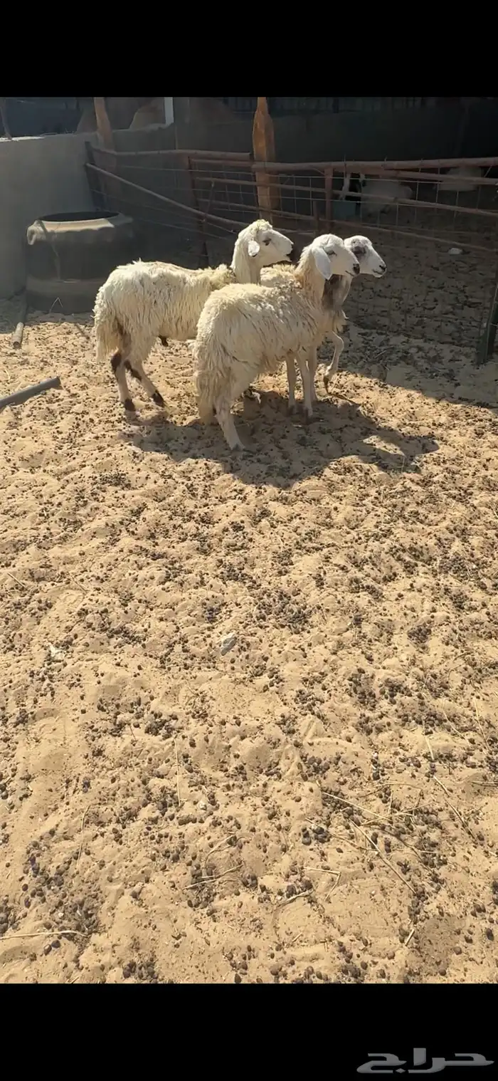 هرافى حري 3