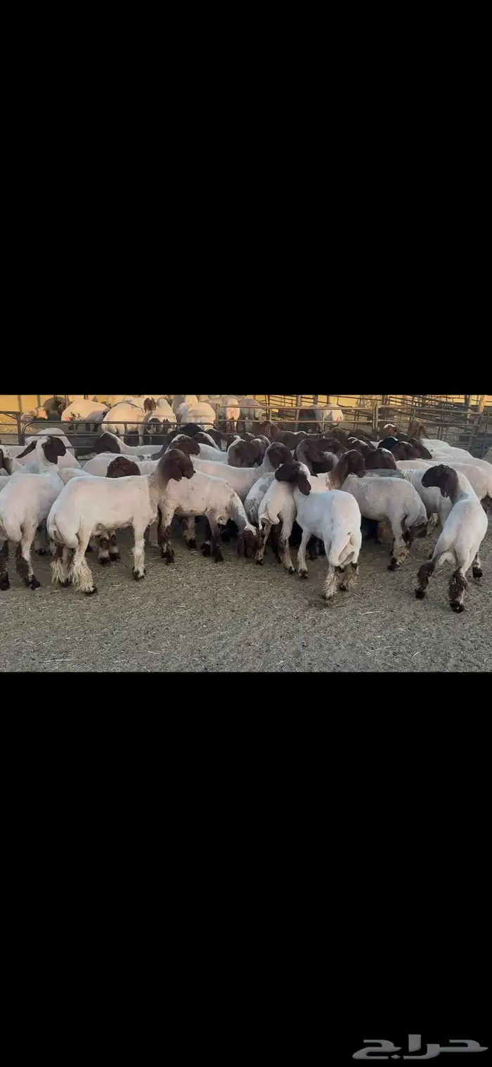 جذعات نعيم صنف . 16