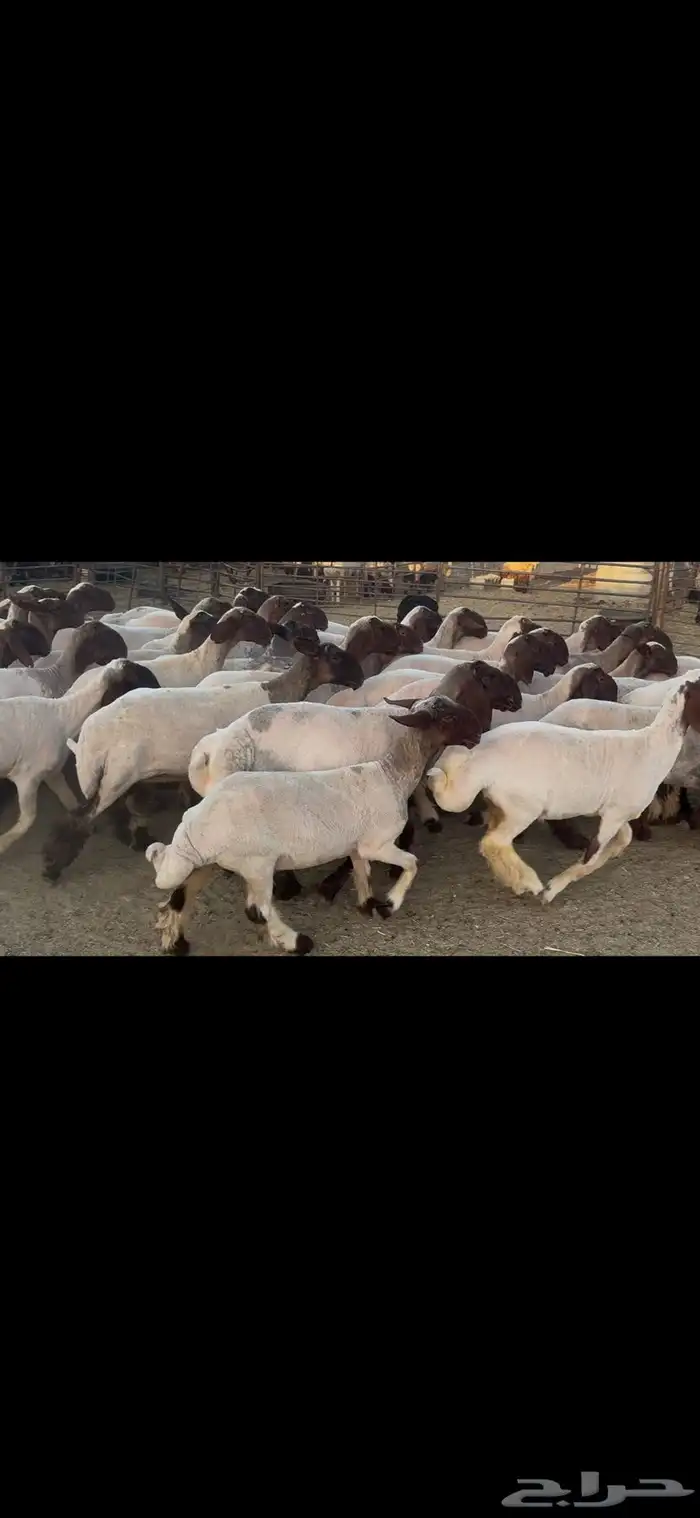 جذعات نعيم صنف . 20