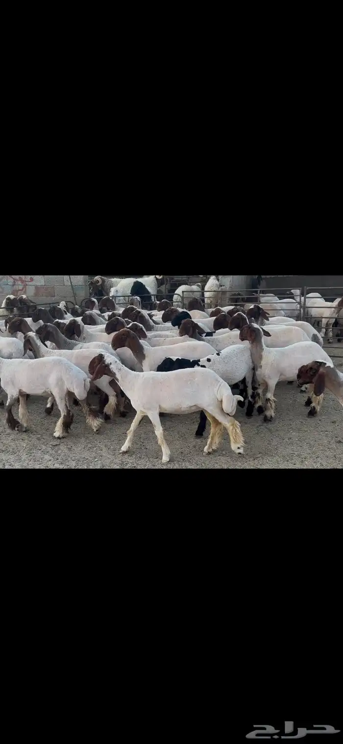 جذعات نعيم صنف . 9