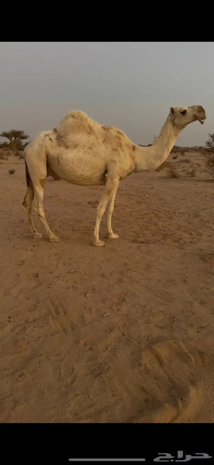 ضروبه للبيع 2