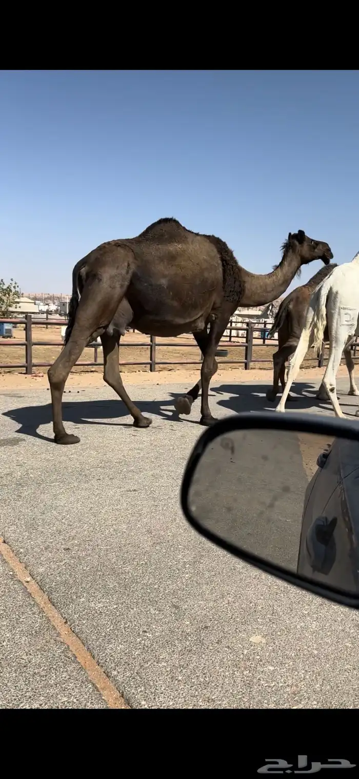 لقحه مجهم ملاقي اليوم او بكره تنتج 0