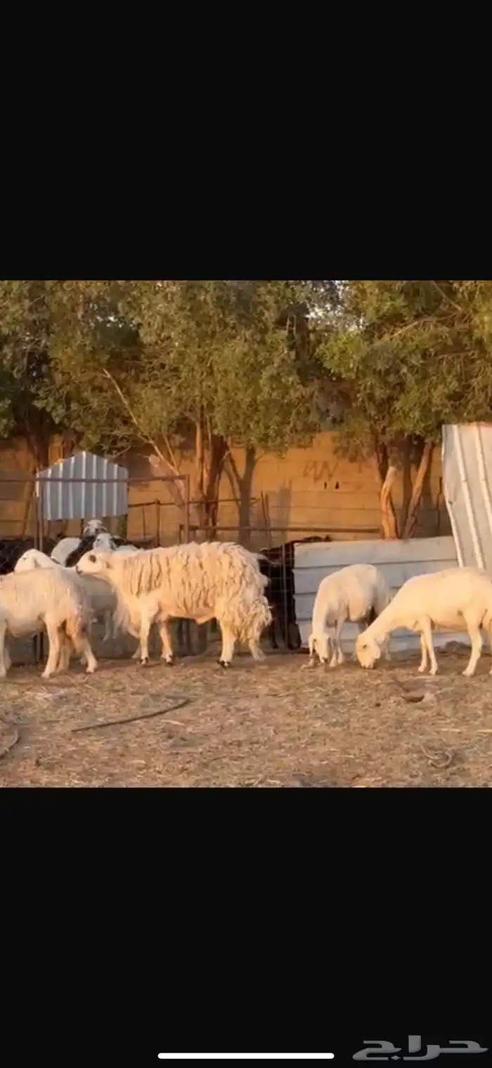 فحل حري تم البيع 0