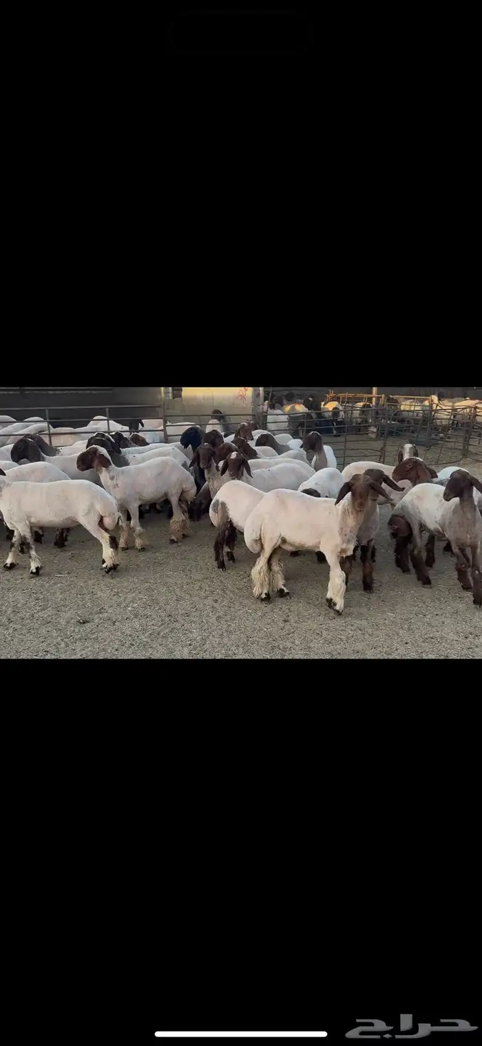 جذعات نعيم صنف . 1