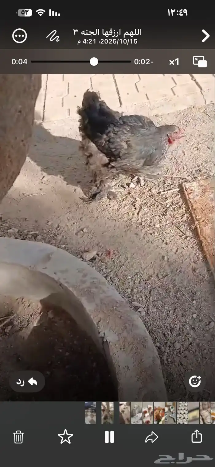 ديك للبيع 1
