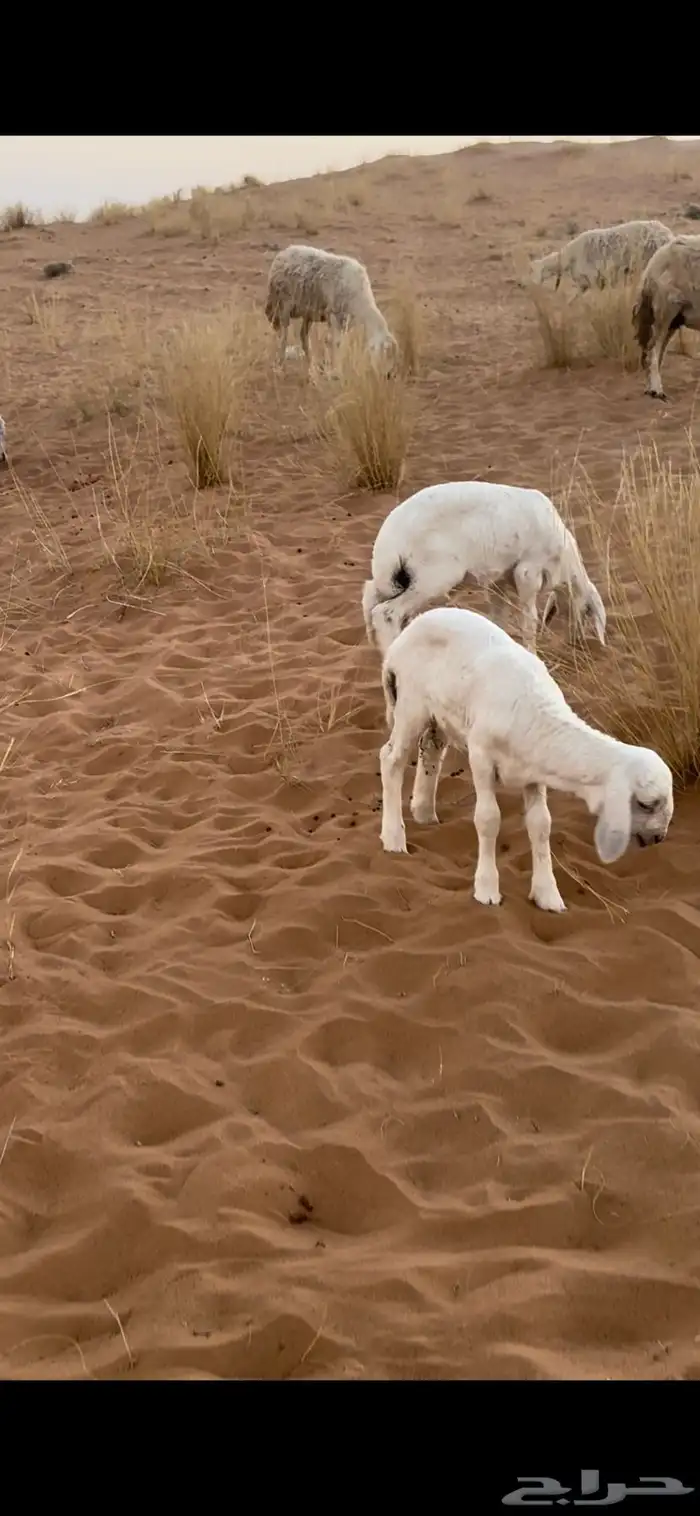 دواغير خرفان 1