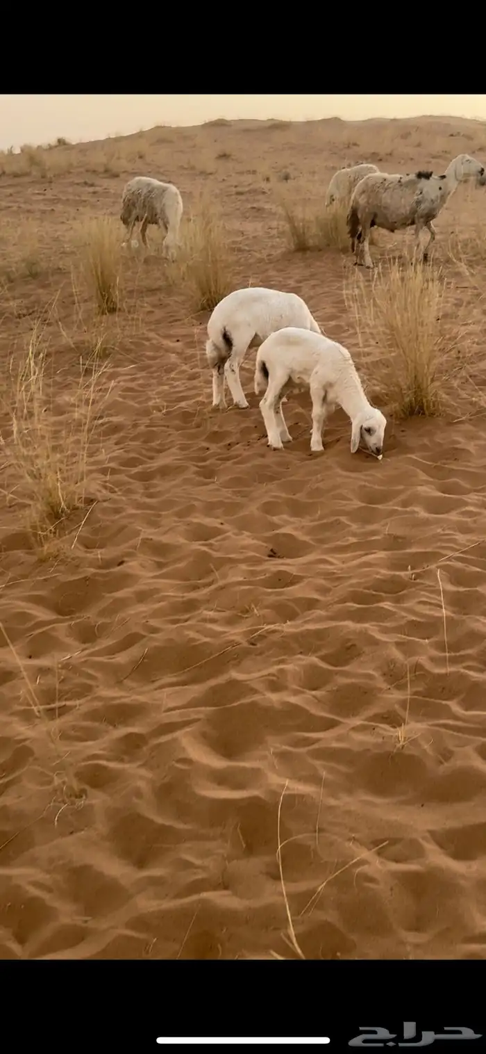 دواغير خرفان 2