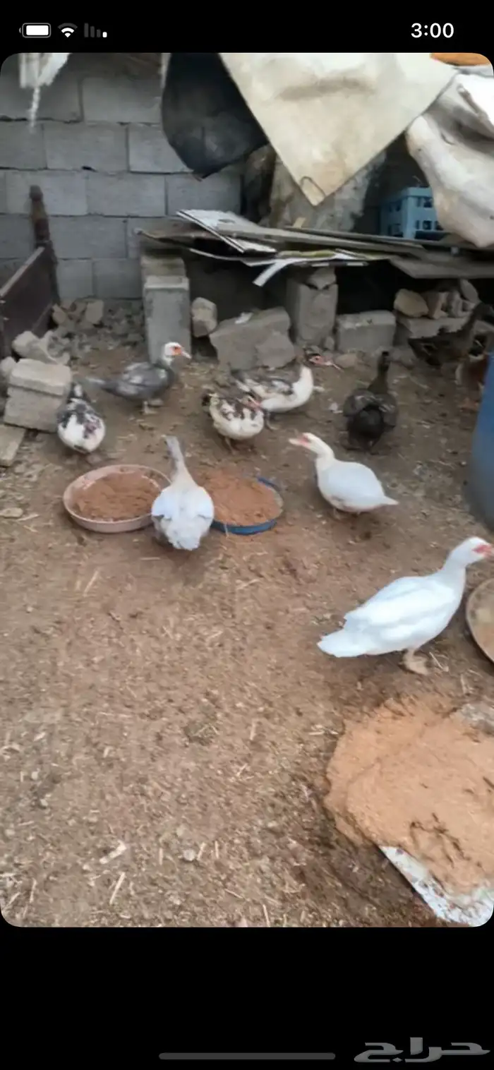 بط مسكوفي بياض 2