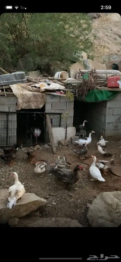 بط مسكوفي بياض index