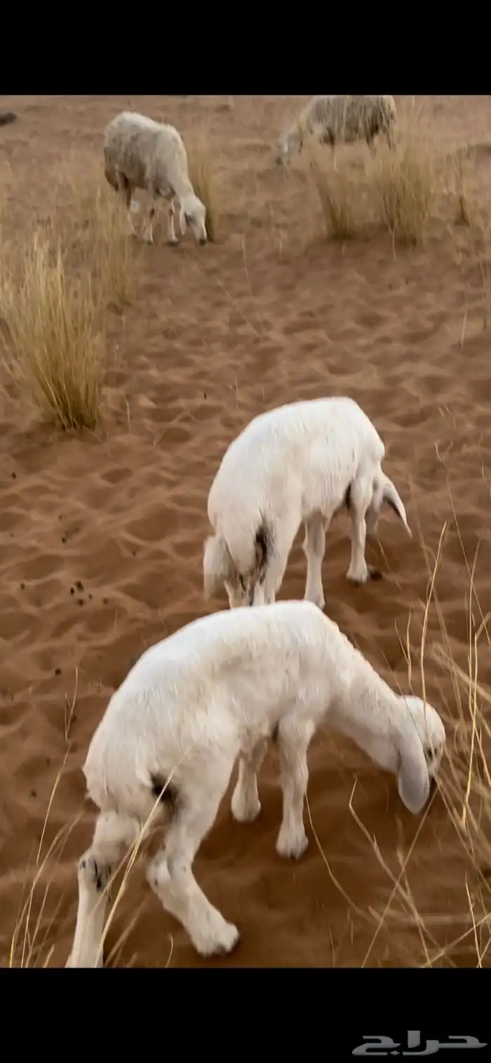 دواغير خرفان 0