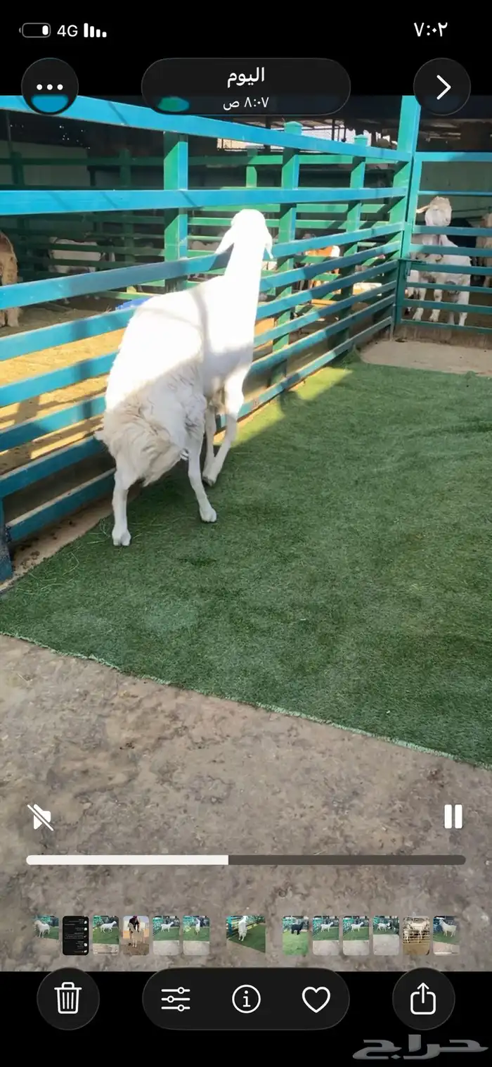 فحل حري ثني مشروط 1