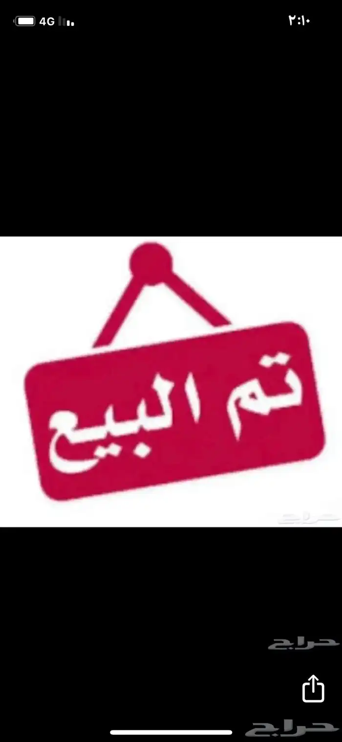 تيس حجازي 2