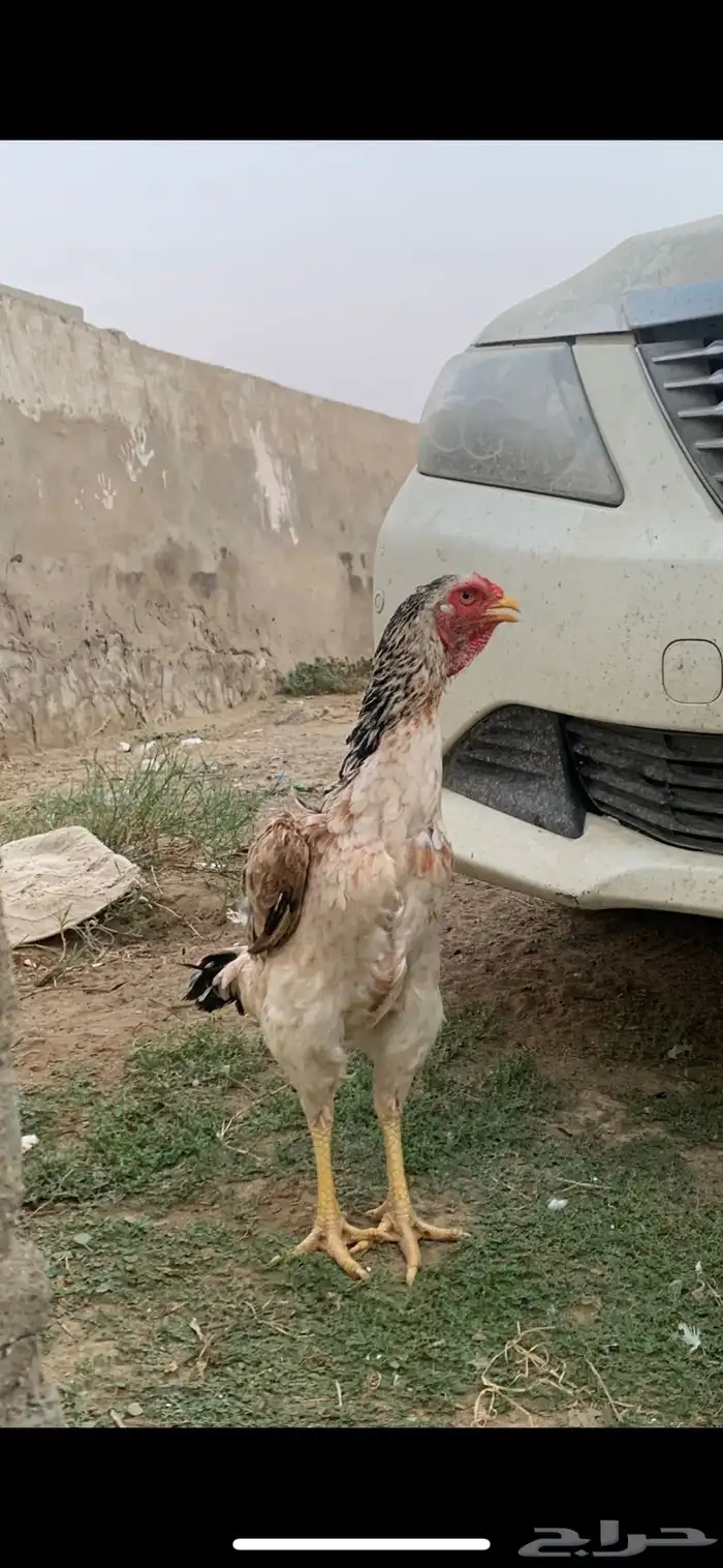 دجاج شامو 2