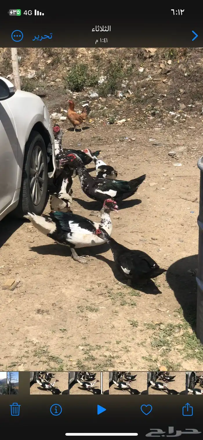 بط لبيع 0