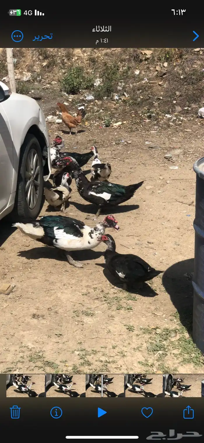 بط لبيع 2