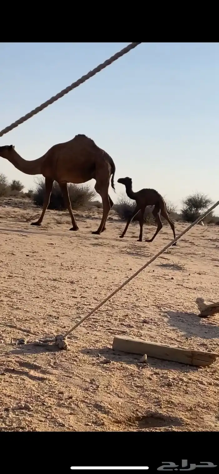 ابل عددها 4 بيع تفريد ضرايب ولقحه وخلفه 10