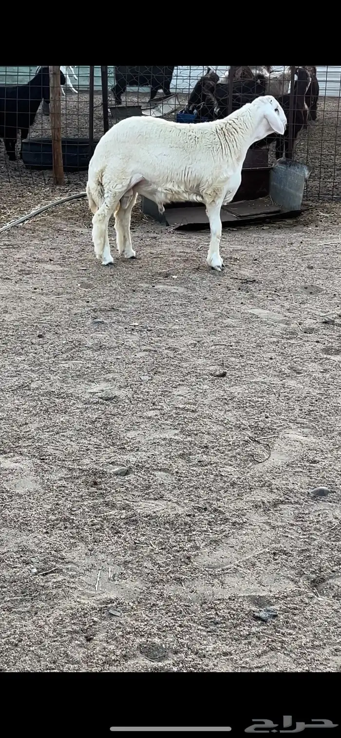 مشروع فحل حري فاخر 2