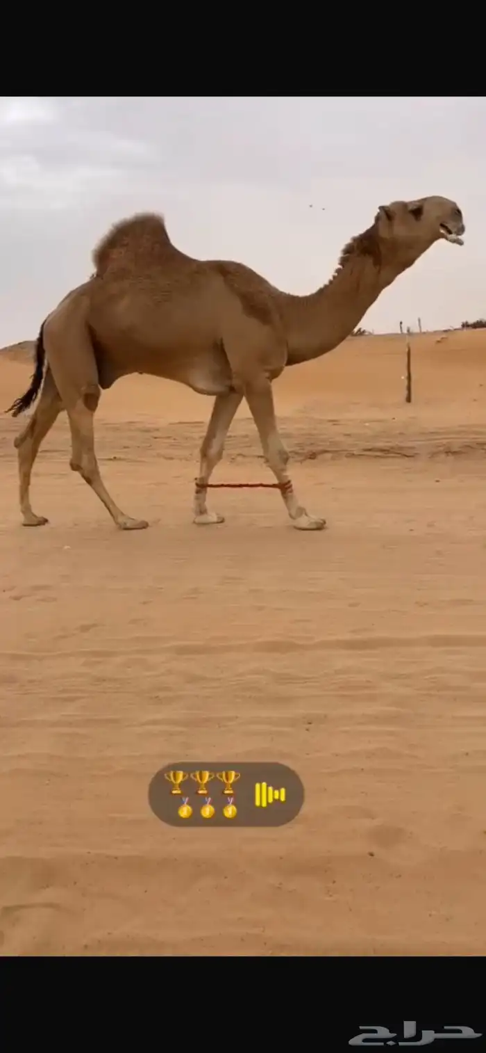 للبيع لقحة شقحا ع بعير بن عويفي 5