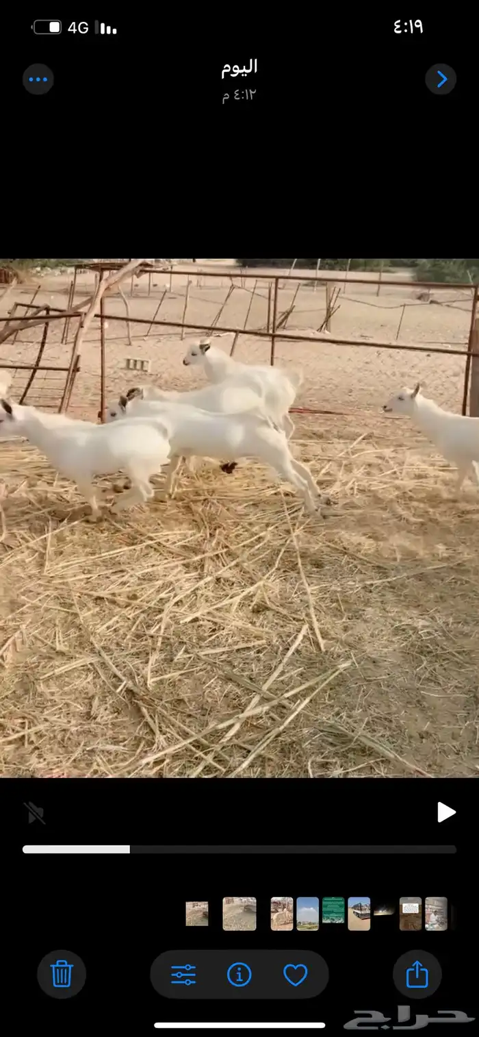 تيوس يمنيه مرابي 1