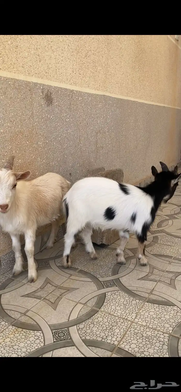 تيس قزم عمره 9شهور حجم صغير 8